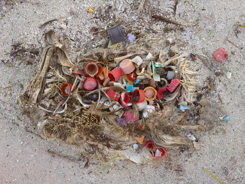 One study found that 97.5% of chicks had plastic in their stomachs, according to the Monterey Bay Aquarium.