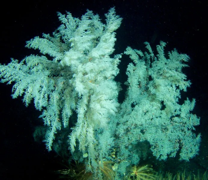 Scientists recently discovered the Christmas tree coral (Antipathes dendrochristos) off the southern California coast.