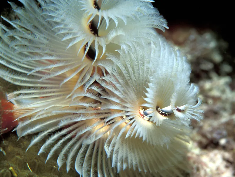 White Christmas Tree Worm The fringe of a white Christmas tree worm.