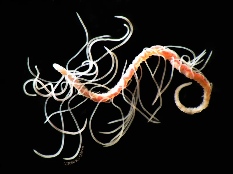 A Cirraturlid worm swims in the open ocean. 