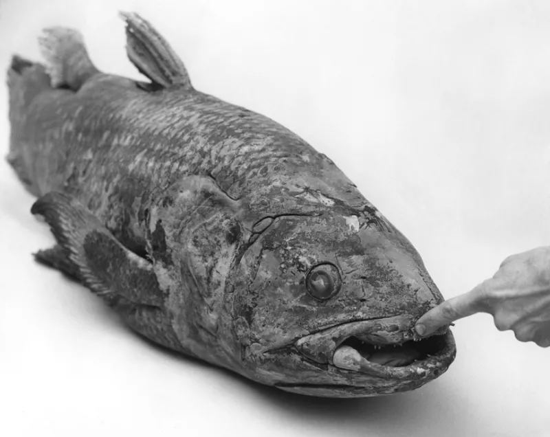 a coelacanth fish specimen