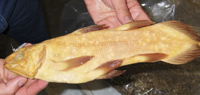 a baby coelacanth fish