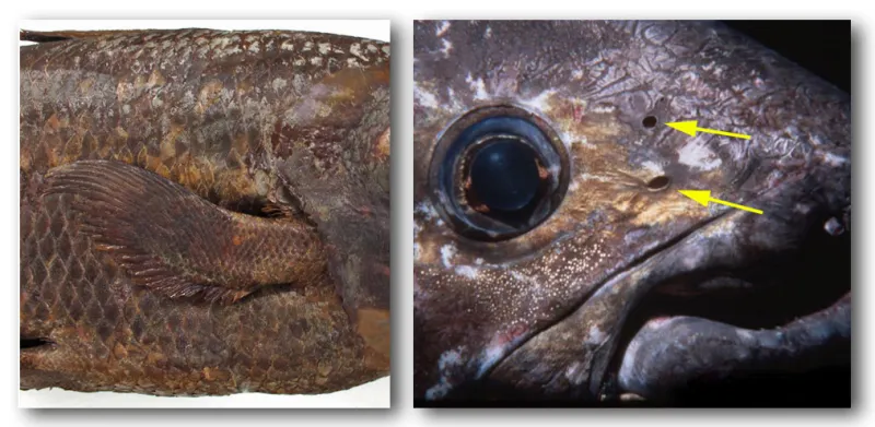 a closeup of a coelacanth's eye