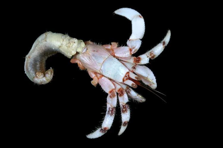 Hermit crabs, like this one collected in Moorea, usually protect their soft, vulnerable abdomens from predators by reusing empty snail shells. This specimen shows the crab without its customary borrowed shelter.
