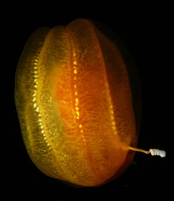 Comb jellies have fragile bodies and are difficult to capture.
