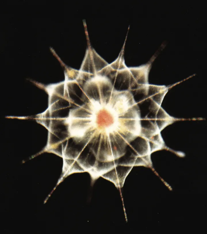 This microscopic acantharian is a unicellular amoeba found in the open ocean.