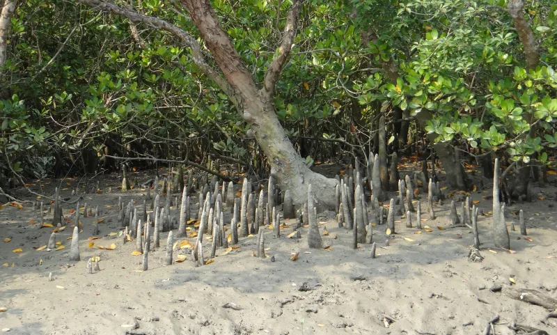 cone roots surrounding a mangrove
