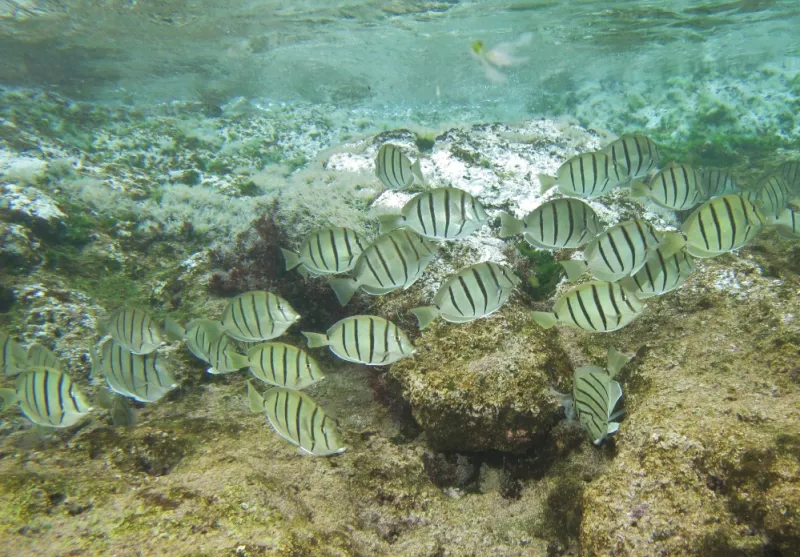 Convict surgeonfish are the roaming sheep of the reef but, instead of noshing on grass, they feed on algae.