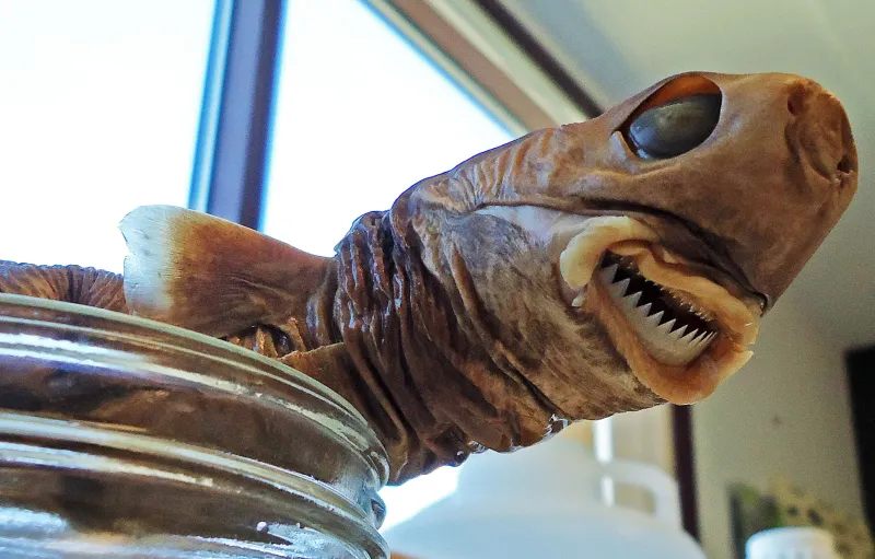 A preserved cookie cutter shark, in a jar. 