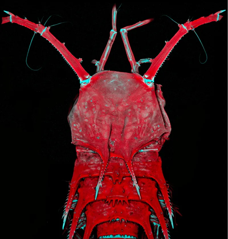 Deep-sea Copepod Head