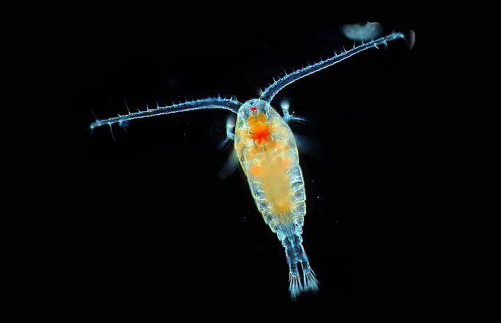 a red and blue copepod