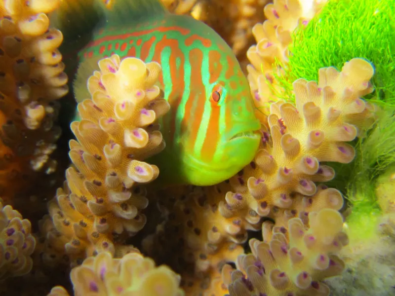 In some reefs, small fishes such as this broad-barred goby protect corals by eating invading seaweeds.
