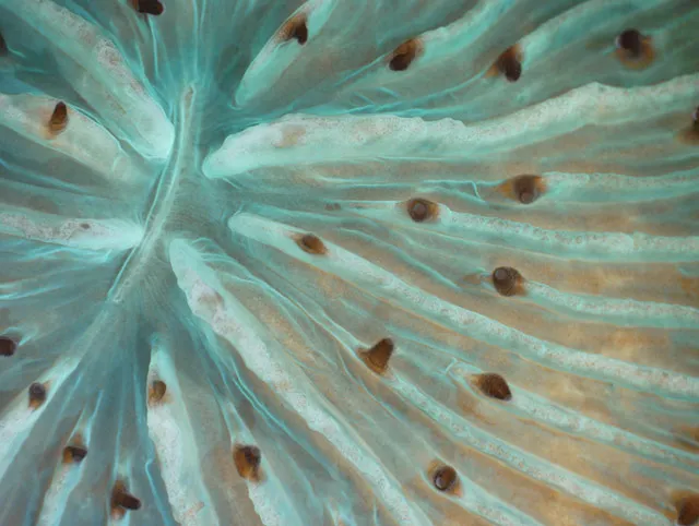 A live coral polyp with turquoise tissue and brown tentacles closes its mouth (the slit at the center of the radiating ribs) tight.