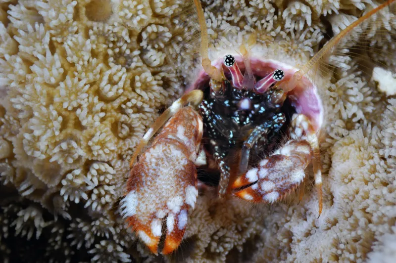 A hermit crab looks out from its coral dwelling in the waters of Japan's Ogasawara Islands.