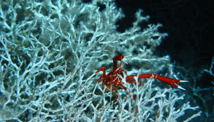: A thicket of Lophelia pertusa, a widespread deep sea coral, shelters a squat lobster.