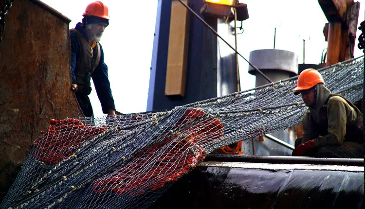 A net used to trawl the ocean floor scooped up this large specimen of deep-sea coral.