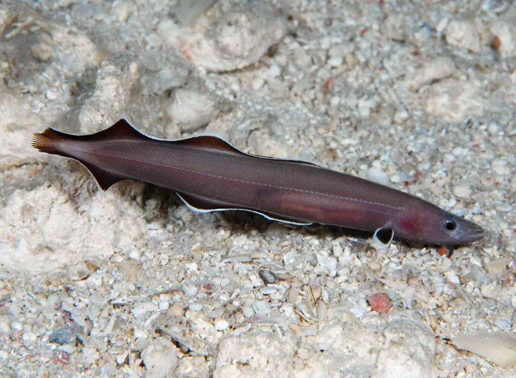 A photo of a swimming Protanguilla palau, the newly discovered genus and species of eel
