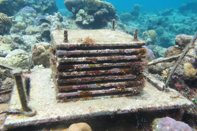 An ARMS covered in growth after being underwater for a specified period of time.