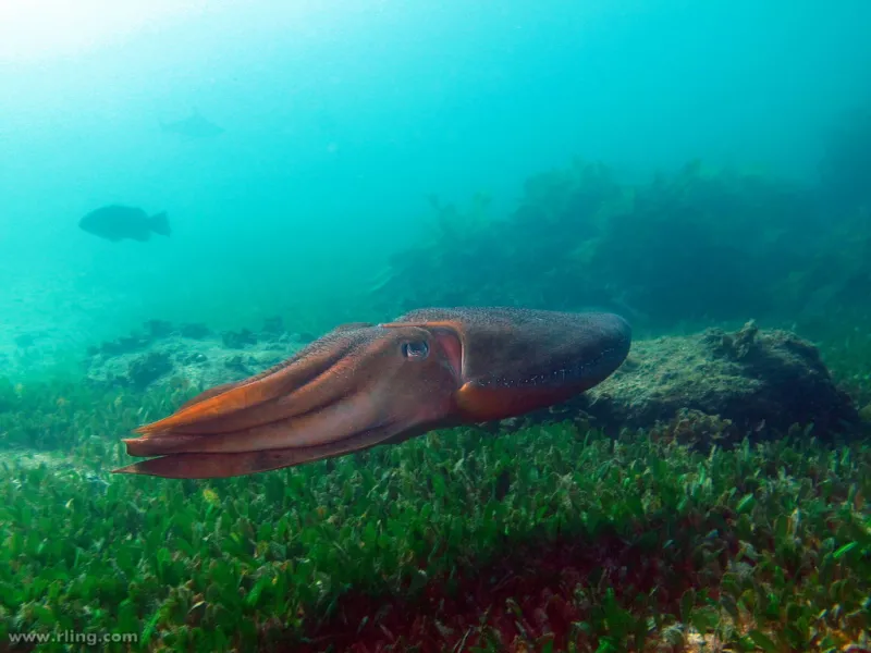 An Australian Giant Cuttlefish (Sepia apama) crosses a seagrass bed.