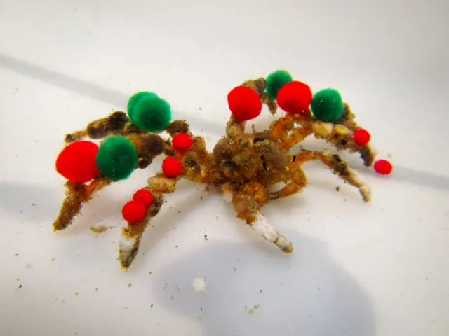 green and red pom poms adorn a decorator crab