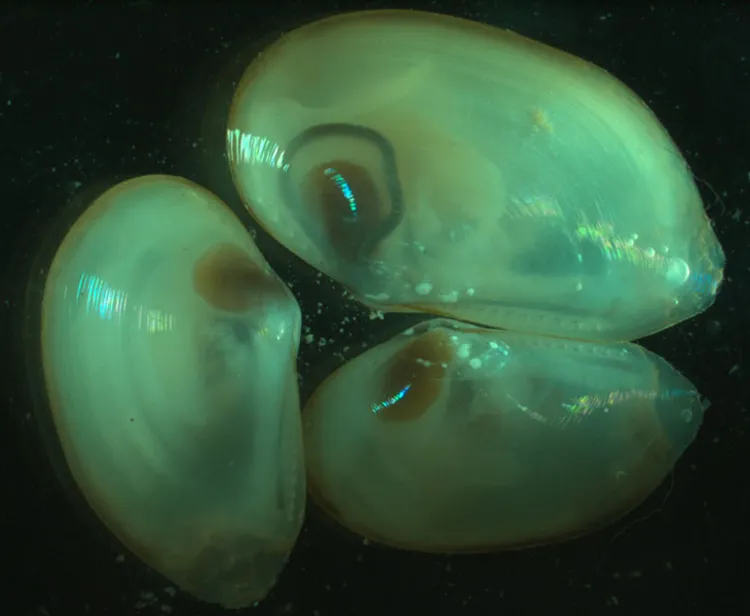 Bivalves brought up from the deep Arctic seafloor. 