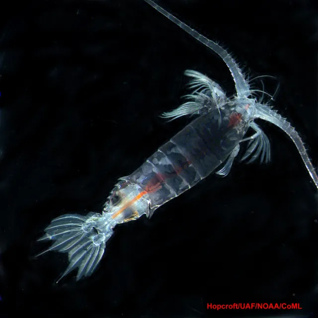 This copepod (Gaussia princeps) was collected deeper than 1000 meters in the Sargasso Sea by Census of Marine Zooplankton (CMarZ) researchers in April 2006.