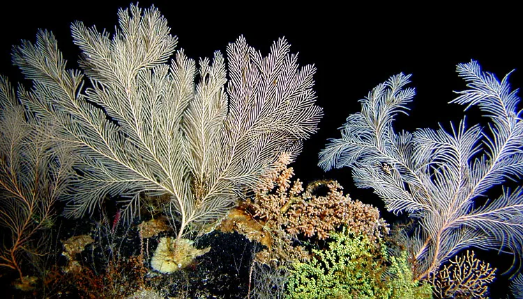 Coral scientist Dr. Amy Baco-Taylor observed corals like these on her first submarine dive to a deep-sea coral bed off the coast of Hawaii.