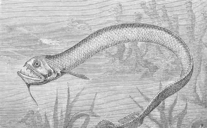 An illustration of a deep-sea dragonfish.