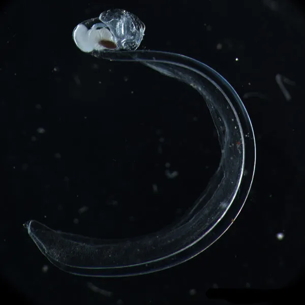 Oikopleura gorskyi is a rare deep-water species of larvacean