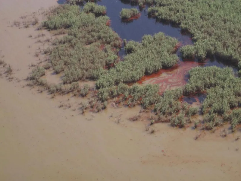Dark brown oil floods a marsh after the Deepwater Horizon oil spill.