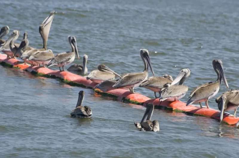Pelicans gather at the Deepwater Horizon oil spill.