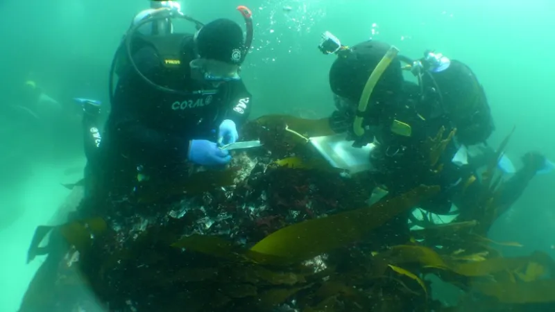 Divers at a shipwreck site