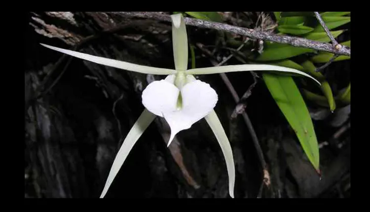 This orchid grows in the mangroves of Belize, providing beauty amidst the mud.