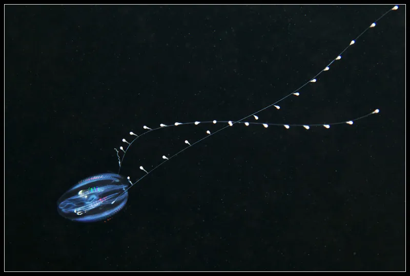 A transparent ctenophore with two long tentacles.