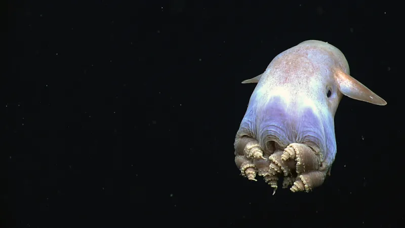 A dumbo octopus.