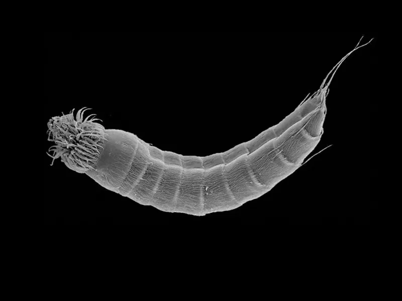 A scanning electron micrograph of a mud dragon.