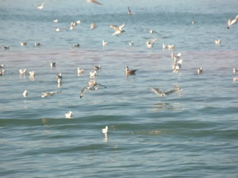 Regulated fish waste dump sites can attract predators, such as these seagulls, fish, and even small sharks, which feed on the scraps.