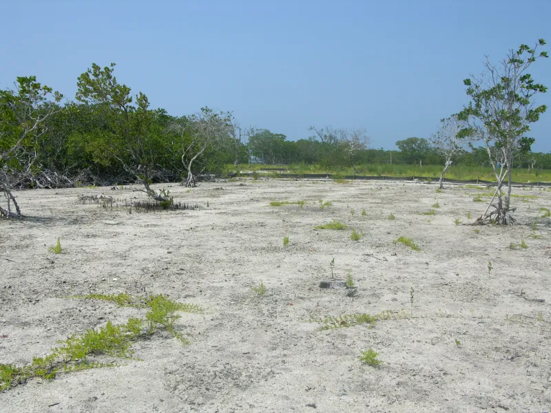 This mangrove island in Belize was cleared and dredged to create sand beaches.