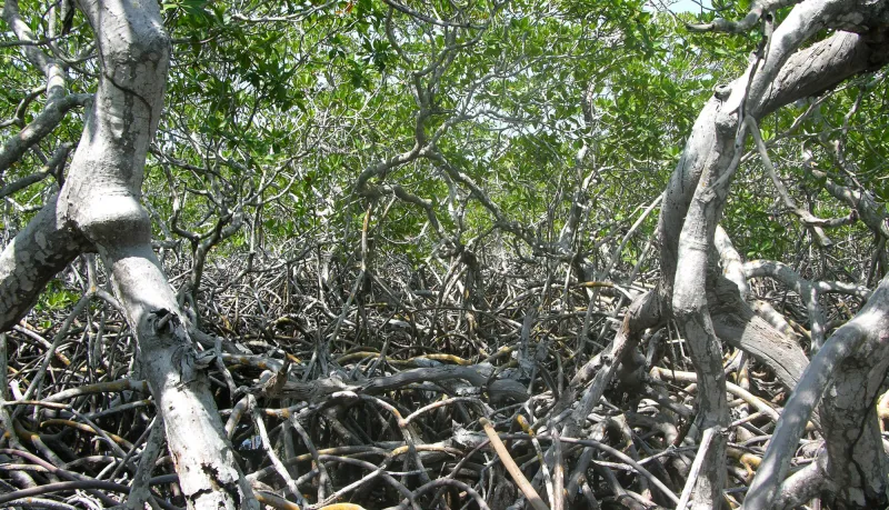 Mangrove roots create a strong but permeable barrier to waves and currents in Belize.