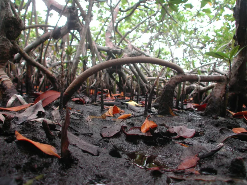 Mangrove roots help to build the peat underlying mangrove islands and protect against erosion.
