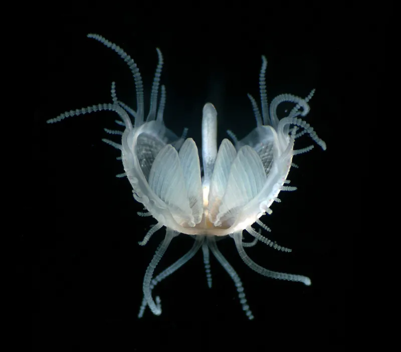 Juvenile Clam with Tentacles