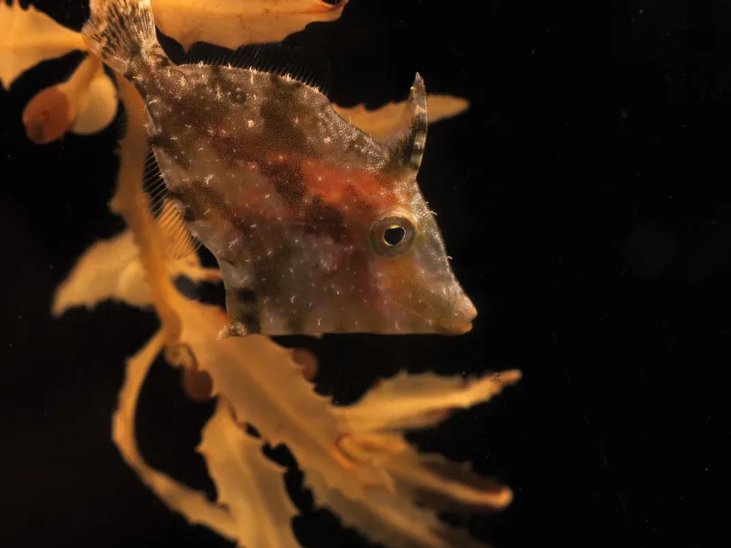 Relatively slow moving, juvenile plane-head filefish&nbsp;Monacanthus hispidus&nbsp;(Monacanthidae) travel along with the algae. They pick off and eat small animals as they move around in the rotating sargassum ball. Adult filefish only grow to be about 11