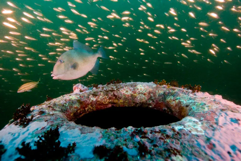 Fish swim around the wreck of the HMT Bedfordshire, an Arctic fishing trawler that was converted into an anti-submarine warship during World War II, and sunk off the coast of North Carolina.