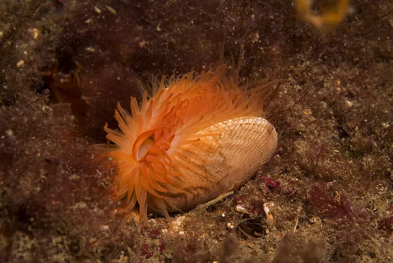 Flame shells live in enormous colonies, but hidden in nests.