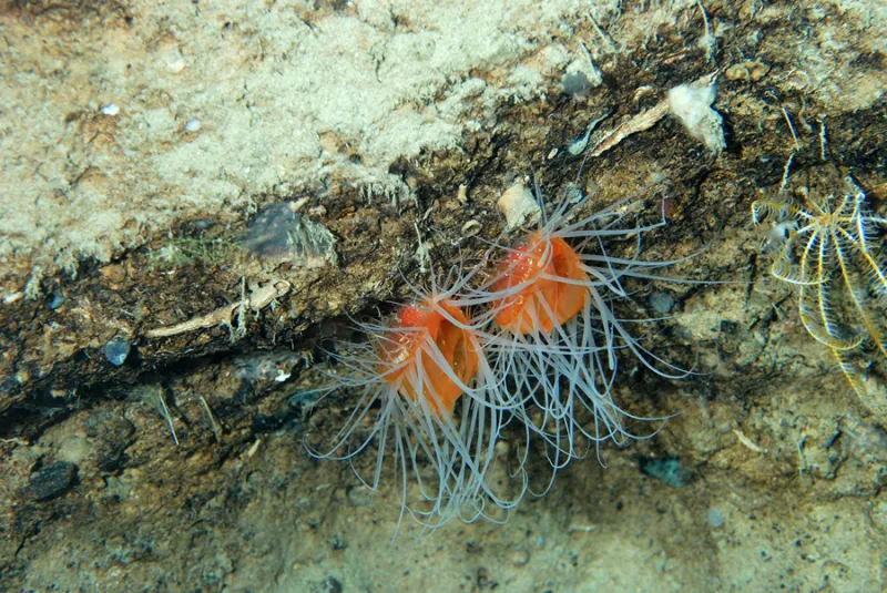 Two red flame scallops with white tentacles attached to a sandy substrate. 