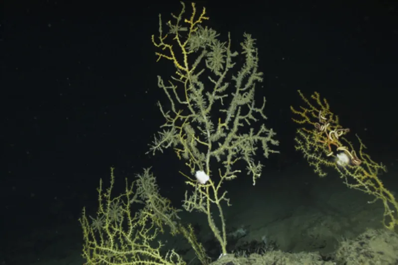 Two years after being covered in an oil substance, from the&nbsp;Deepwater Horizon&nbsp;oil spill in 2010, deep-sea corals were colonized by hydroids and their branches began to break off.&nbsp;