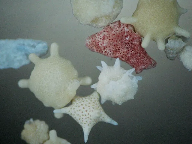Forams are tiny single-celled organisms.
