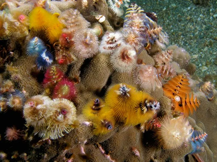 Colorful Christmas tree worms