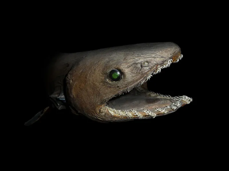 A strange looking frilled shark smiles at the camera.