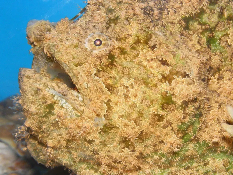 The frogfish uses camouflage to hide from predators.